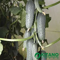КС 80 F1 / KS 80 F1 - насіння огірка, Kitano Seeds