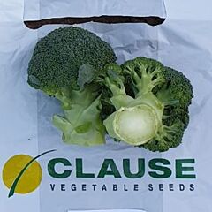 КУСКО F1 / KUSKO F1 (CLX 3571 F1) - насіння капусти броколі, Clause