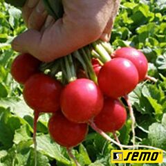 КВИНТАРА F1 / KVINTARA F1 - семена редиса, Semo