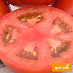 ЛАМАНТИН F1 / LAMANTIN F1 - семена томата (помидора), Nunhems