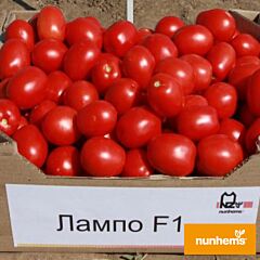 ЛАМПО F1 / LAMPO F1 - насіння томата (помідора), Nunhems