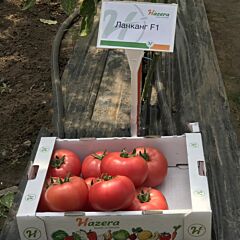 ЛАНКАНГ F1 / LANKANG F1 - семена томата (помидора), Hazera