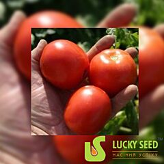 LS 4314 - насіння томата (помідора), Lucky Seed