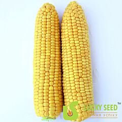 LS 779 - семена сахарной кукурузы, Lucky Seed