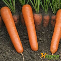 МАЭСТРО F1 / MAESTRO F1 - семена моркови, Hazera