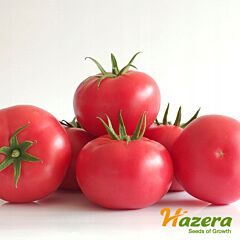 МАНИСТЕЛЛА (3626) F1 / MANISTELLA F1 - семена томата (помидора), Hazera