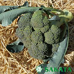 МАРАТОН F1 / MARATON F1 - насіння капусти броколі, Sakata