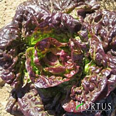 МАРАВІЛЛА / MARAVILLA - насіння салату, Hortus