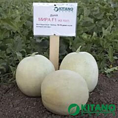 МИРА F1 (КС 7037 F1) / MIRA F1 (KS 7037 F1) - семена дыни, Kitano Seeds