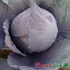 РУФУС / RUFUS - насіння червоноголової капусти, Moravoseed