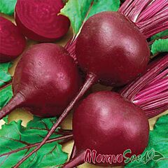 КРАСНЫЙ ШАР / KRASNYI SHAR - семена столовой свеклы, Moravoseed