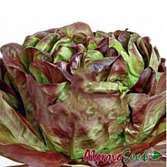 САГІМ / SAGIM - насіння салату, Moravoseed