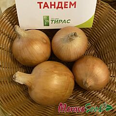 ТАНДЕМ / TANDEM - насіння цибулі, Moravoseed