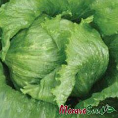 МАУГЛІ / MAUGLI - насіння салату, Moravoseed