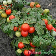 ВИЛМА / VILMA - семена томата (помидора), Moravoseed