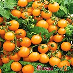 ВЕНУС / VENUS - семена томата (помидора), Moravoseed