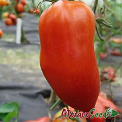 ХУГО / HUGO - семена томата (помидора), Moravoseed