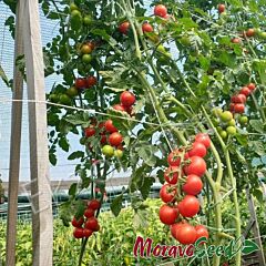 СПЕНСЕР / SPENSER - насіння томата (помідора), Moravoseed