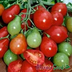 РАДАНА / RADANA - семена томата (помидора), Moravoseed