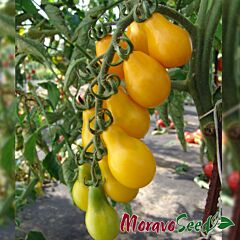 ПЕРУН / PERUN - насіння томата (помідора), Moravoseed