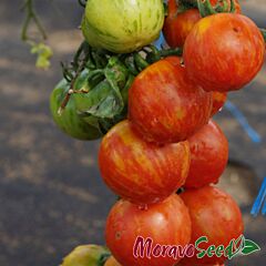 ДУО / DUO - насіння томата (помідора), Moravoseed