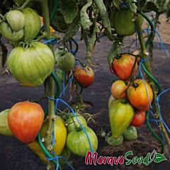 ГЕРОДЕС / GERODES - семена томата (помидора), Moravoseed