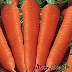 ЦИДЕРА / TCIDERA - семена моркови, Moravoseed