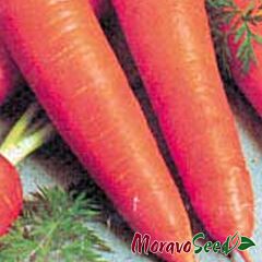 ТІНГА / TINGA - насіння моркви, Moravoseed