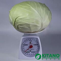 НАОМІ F1 / NAOMI F1 - насіння білоголової капусти, Kitano Seeds