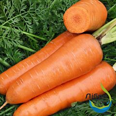 РЕД КОР / RED KOR - насіння моркви, LibraSeeds (Erste Zaden)