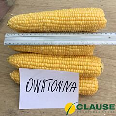 ОВАТОНА F1 / OVATONA F1 - насіння цукрової кукурудзи, Clause