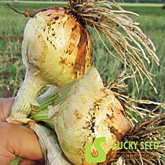БУЛАТ F1 / BULAT F1 - семена лука, Lucky Seed
