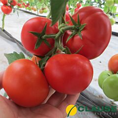 ЦЕЛЕСТІН F1 / CELESTIN F1 - насіння томату, Clause
