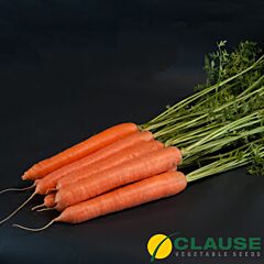 САНТОРІН F1 / SANTORIN F1 - насіння моркви, Clause