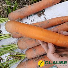 ПАТЗІ F1 / PATZI F1 - насіння моркви, Clause