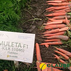 МУЛЕТА F1 / MULETA F1 - насіння моркви, Clause