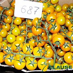 ГОЛДВІН F1 / GOLDVIN F1 - насіння томату, Clause