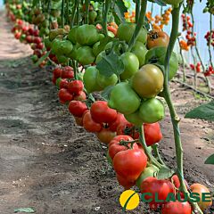САЙМОН F1 / SAIMON F1 - насіння томату, Enza Zaden