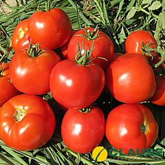 РОЯЛПІНК F1 / ROIALPINK F1 - насіння томату, Enza Zaden