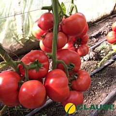 ТАЙПІНК F1 / TAIPINK F1 - насіння томату, Enza Zaden