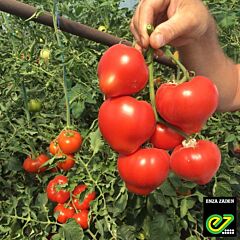 АРОН F1 / ARON F1 - насіння томату, Enza Zaden