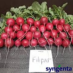 ФІЛІПАР F1 / FILIPAR F1 - насіння редису, Syngenta