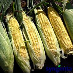 АКЦЕНТ F1 / AKTCENT F1 - насіння цукрової кукурудзи, Syngenta
