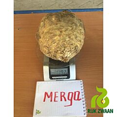МЕРГА / MERGA - семена сельдерея, Rijk Zwaan