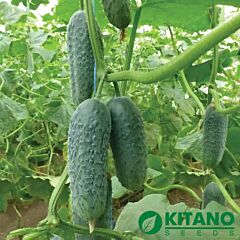 НІБОРІ (КС 90) F1 / NIBORI (KS 90) F1 - насіння огірка, Kitano Seeds