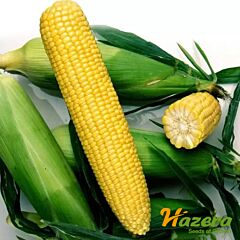 НОА F1 (SH2) / NOA F1 (SH2) - насіння солодкої кукурудзи, Hazera