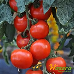 ОЛЬГА F1 / OLGA F1 - насіння томата (помідора), Hazera