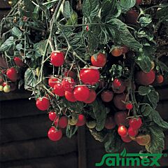 САДОВАЯ ЖЕМЧУЖИНА / PEARL GARDEN - семена томата (помидора), Satimex