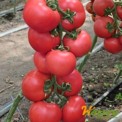 ПИНК ДЖАЗ F1 / PINK DZHAZ F1 - семена томата (помидора), Hazera