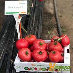 ПІНК КЛЕР F1 (HTP - 11) / PINK KLER F1 - насіння томата (помідора), Hazera